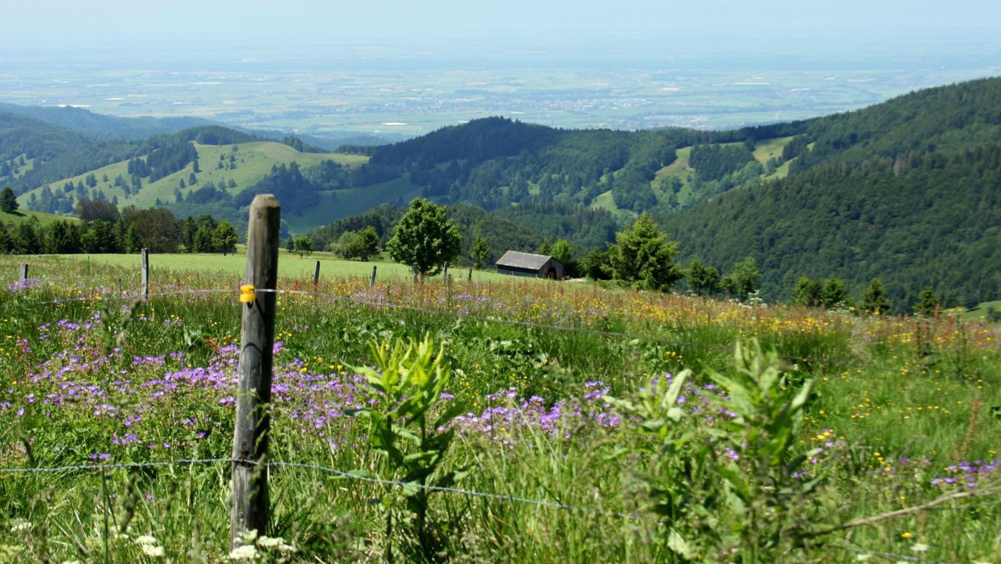 Münstertal View House, Schauinsland, Black Forest מראה חיצוני תמונה